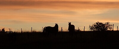 DSCF0962a