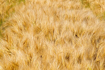 _DSC0874