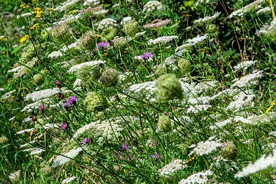_DSC0965