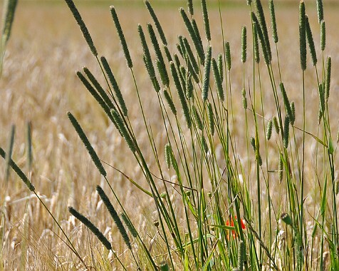 Wald, Wiesen und Felder